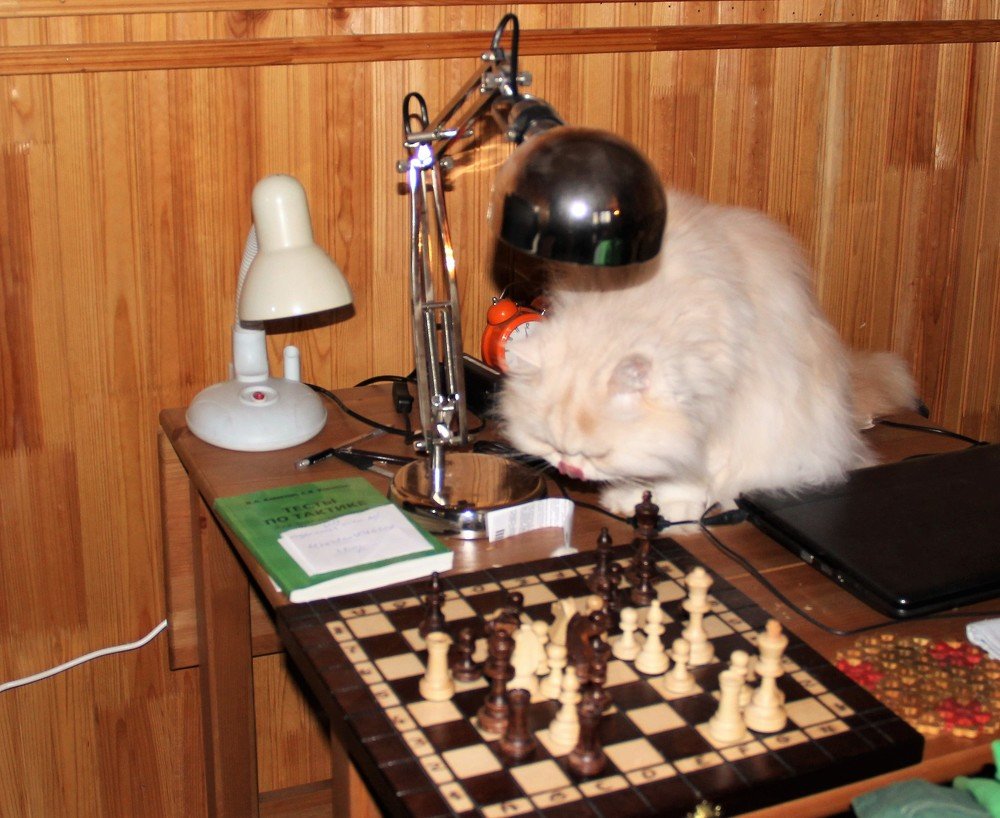 Шах или мат?