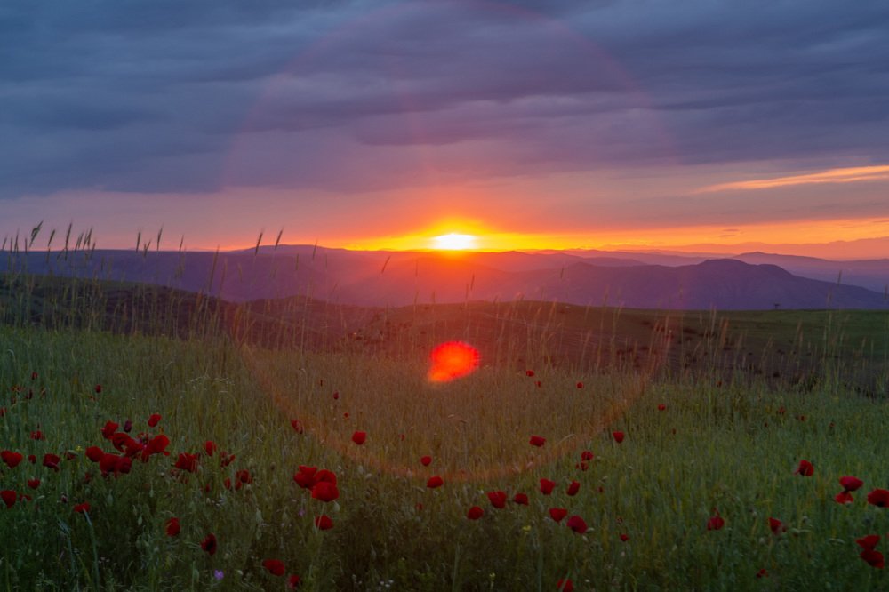 Маковое поле