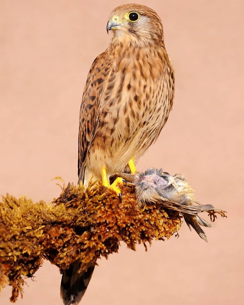 Kestrel