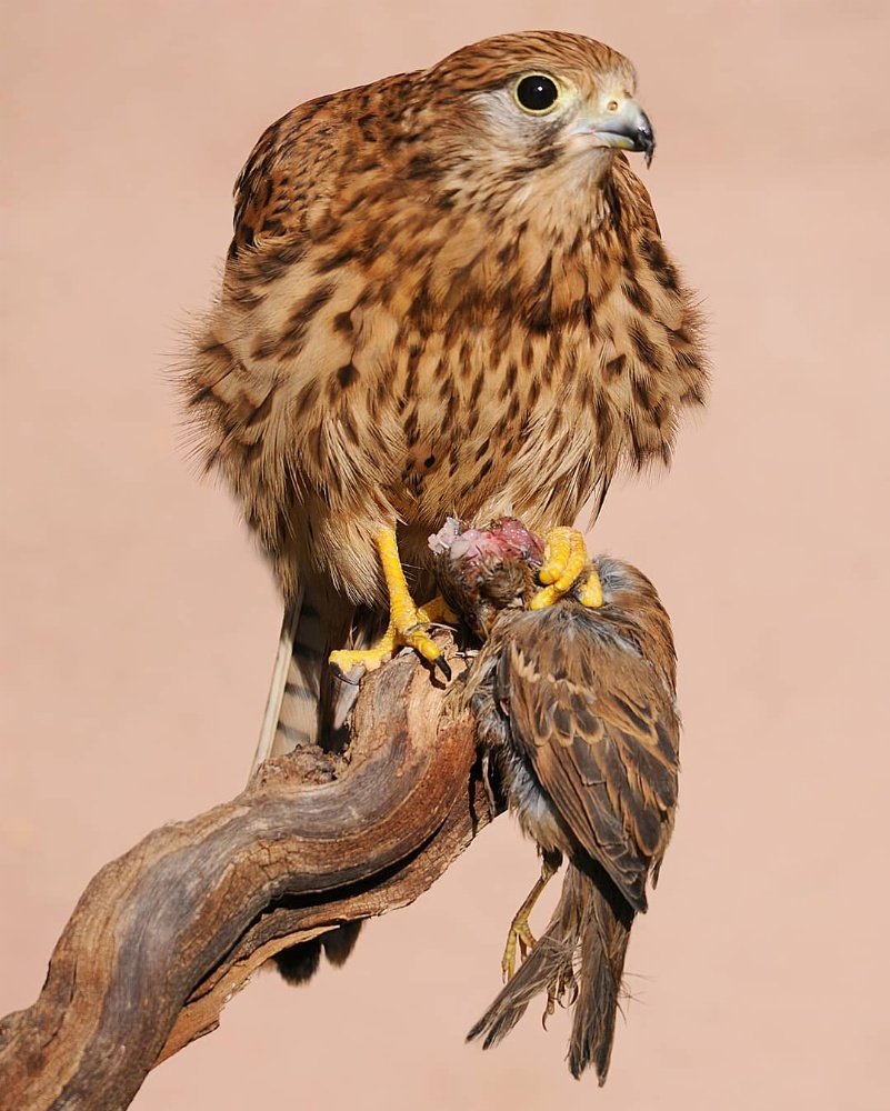 Kestrel 2019