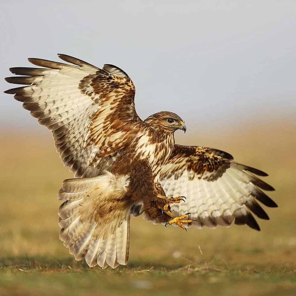 Common buzzard