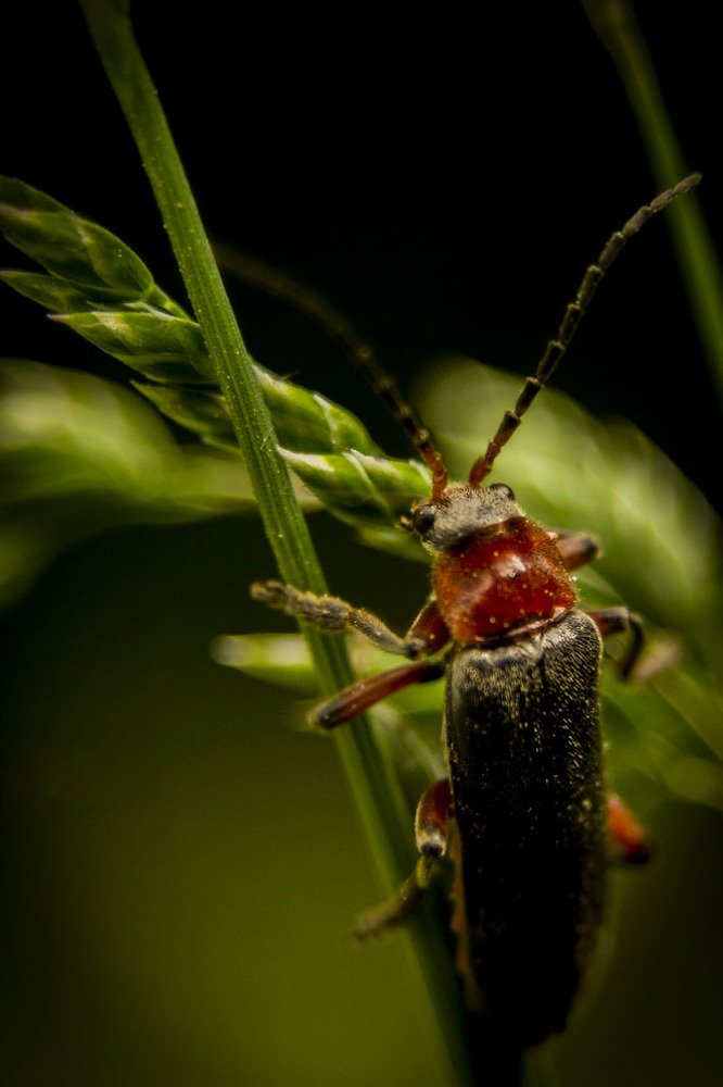 На стебле травы.