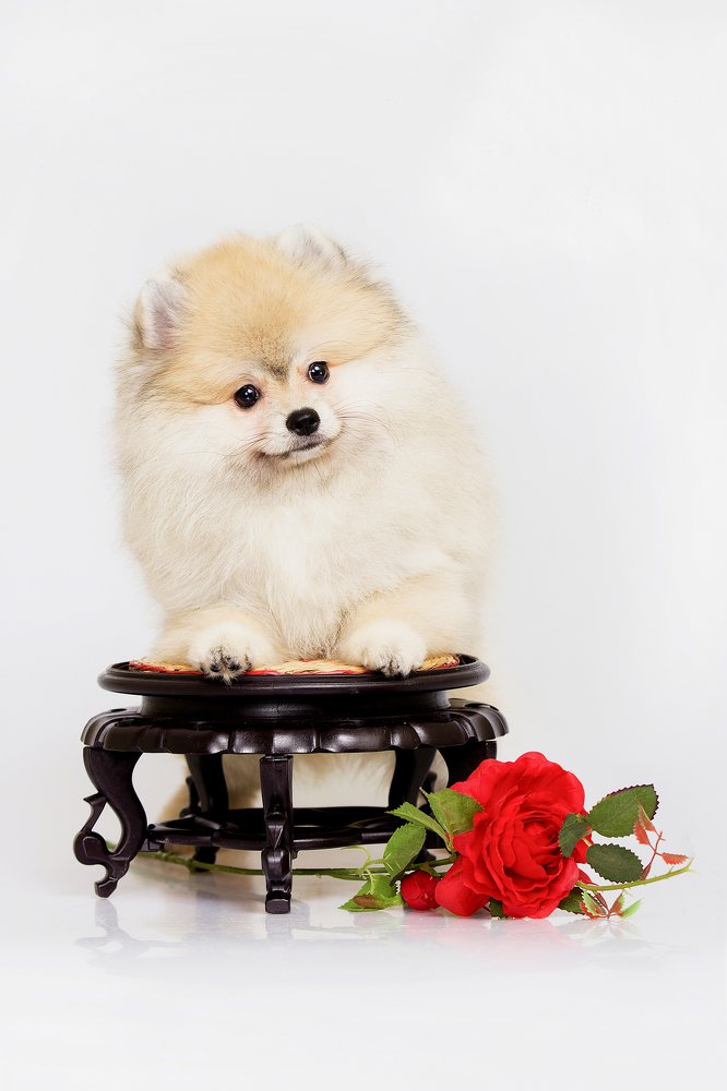 Джентельмен