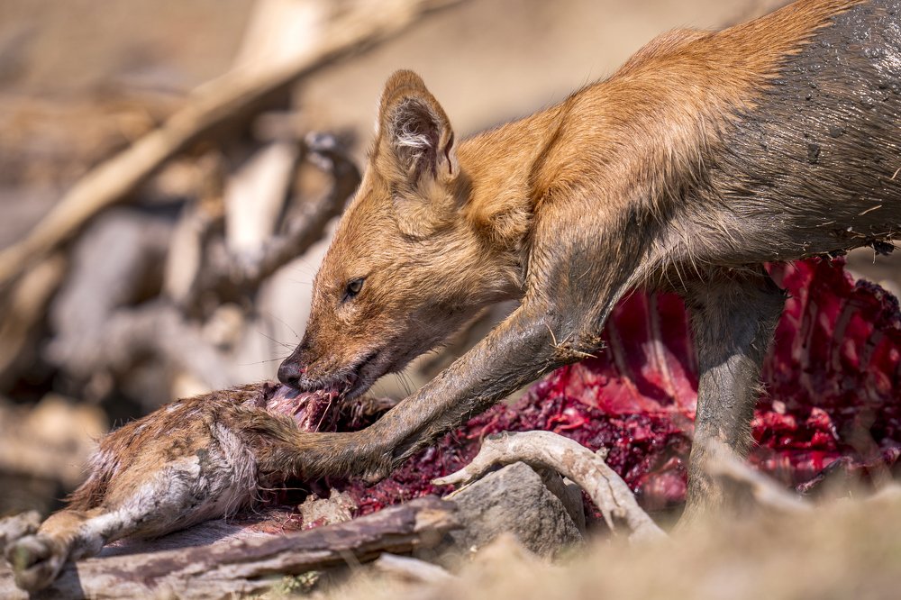 Wild Dog With Spotted Deer Kill