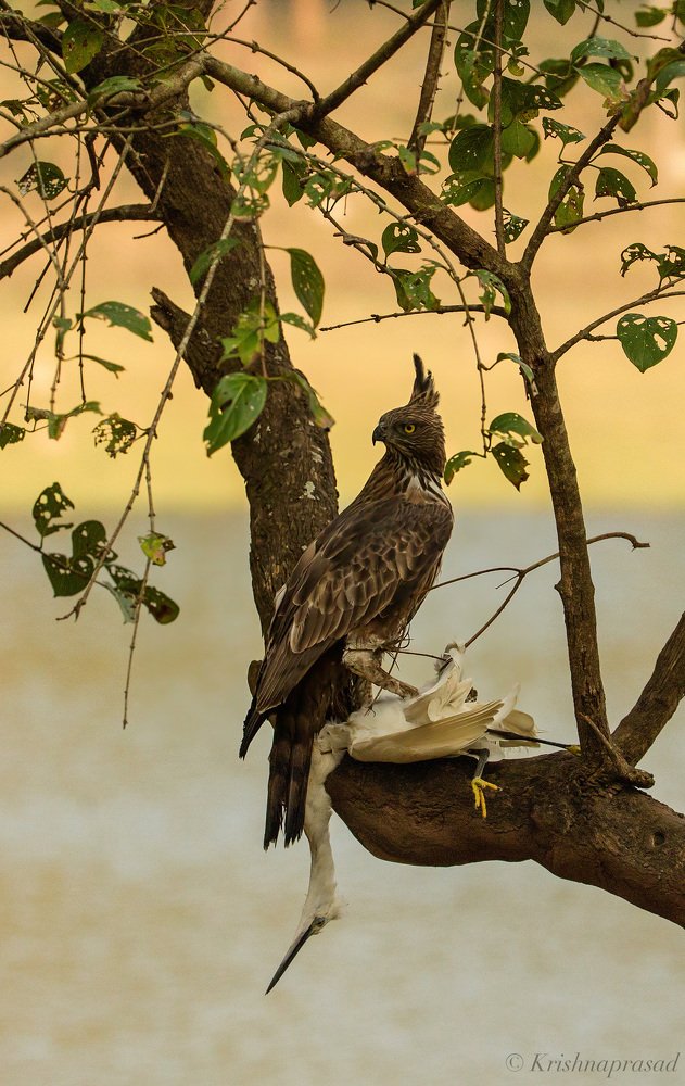 Crested Hawk Eagle with Kill !!