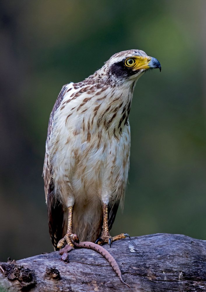 Serpent Eagle with Hump Nosed Viper Kill !!