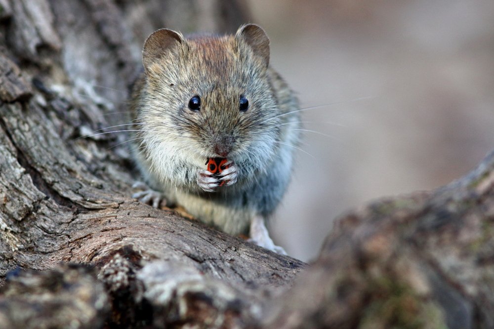 Тульский пряник