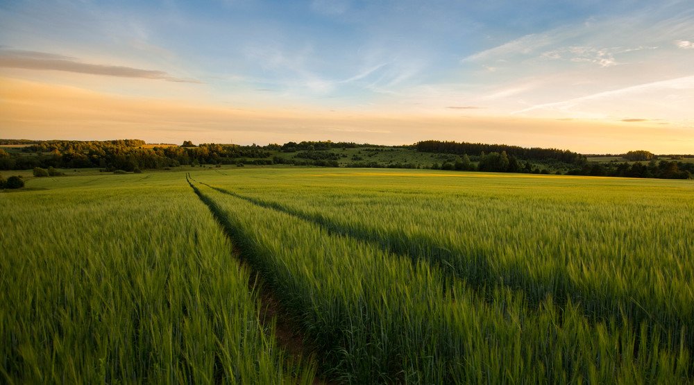 молодая пшеница