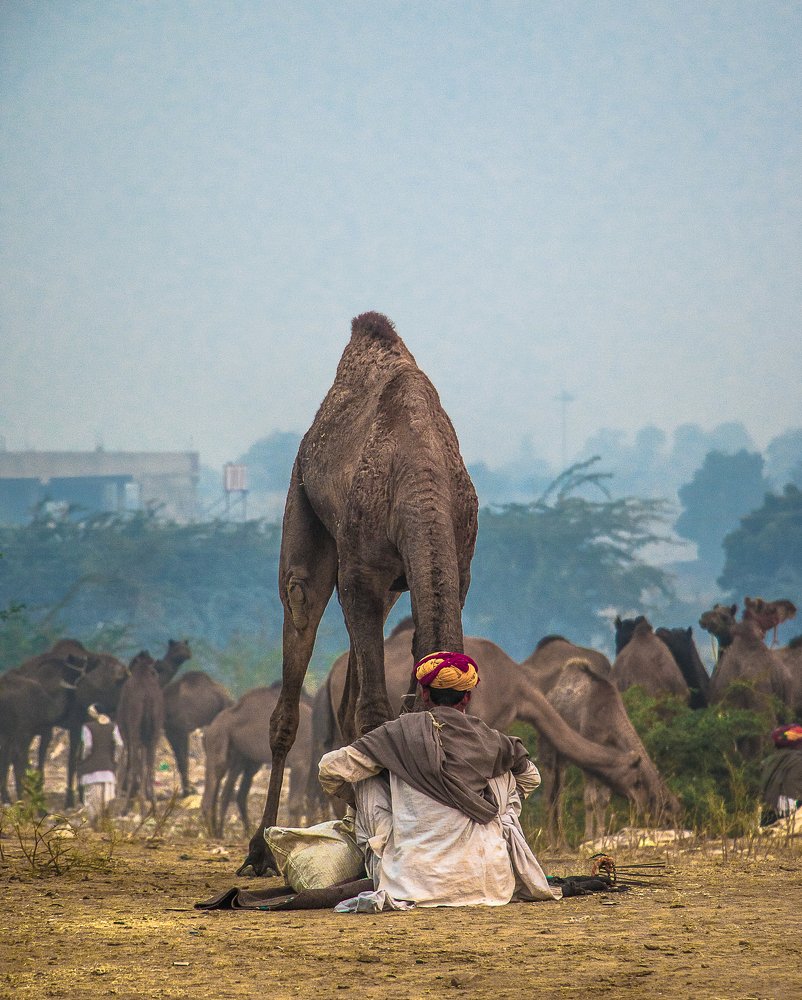 Livestock mela, pushkar.