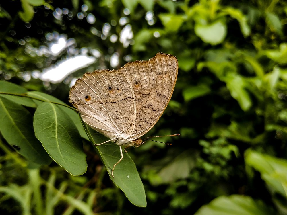Id: Junonia Atlites