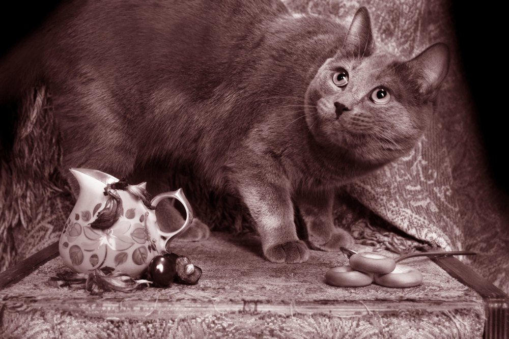 натюрморт с Анатолием