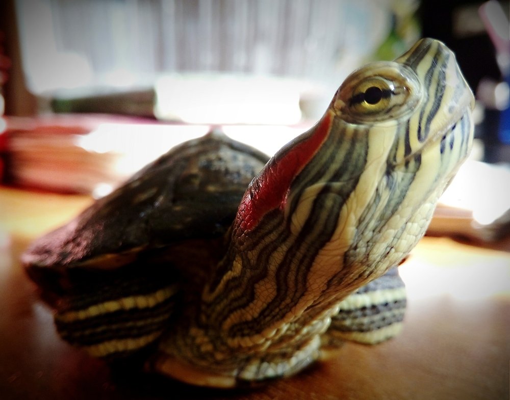 Любопытство