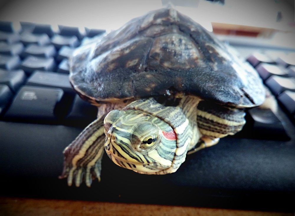 Поколение NEXT