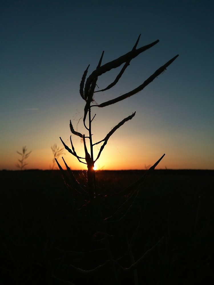 На закате дня