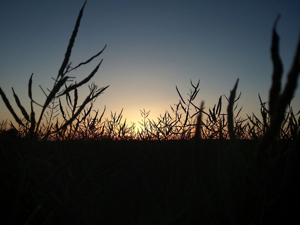 Рапсовое поле на закате дня