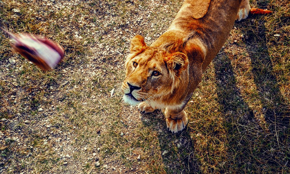 Жажда добычи