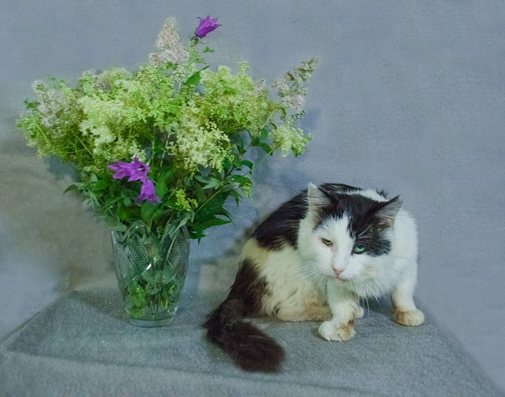 Кот Барсукот