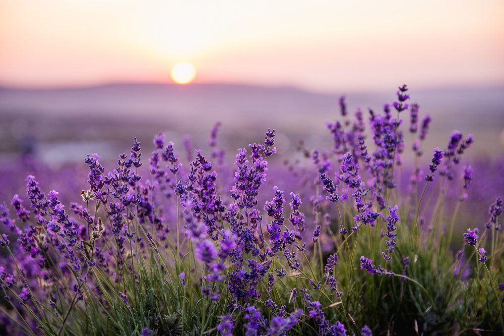 Лаванда в Крыму