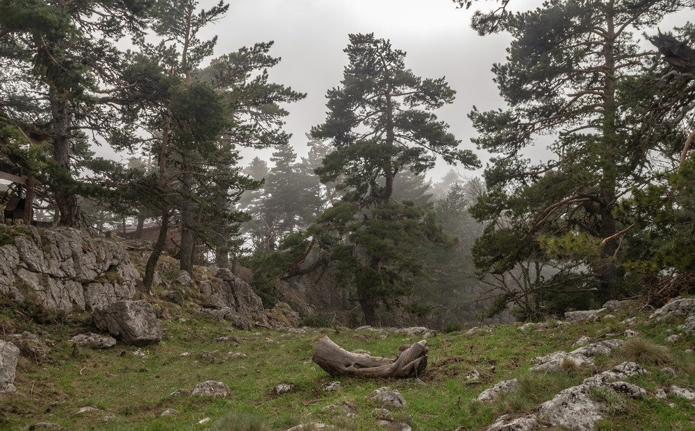 Сказочный лес