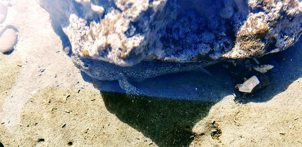 Living Aquarium