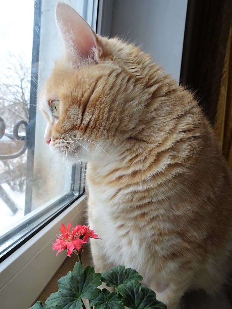 В ожидании весны