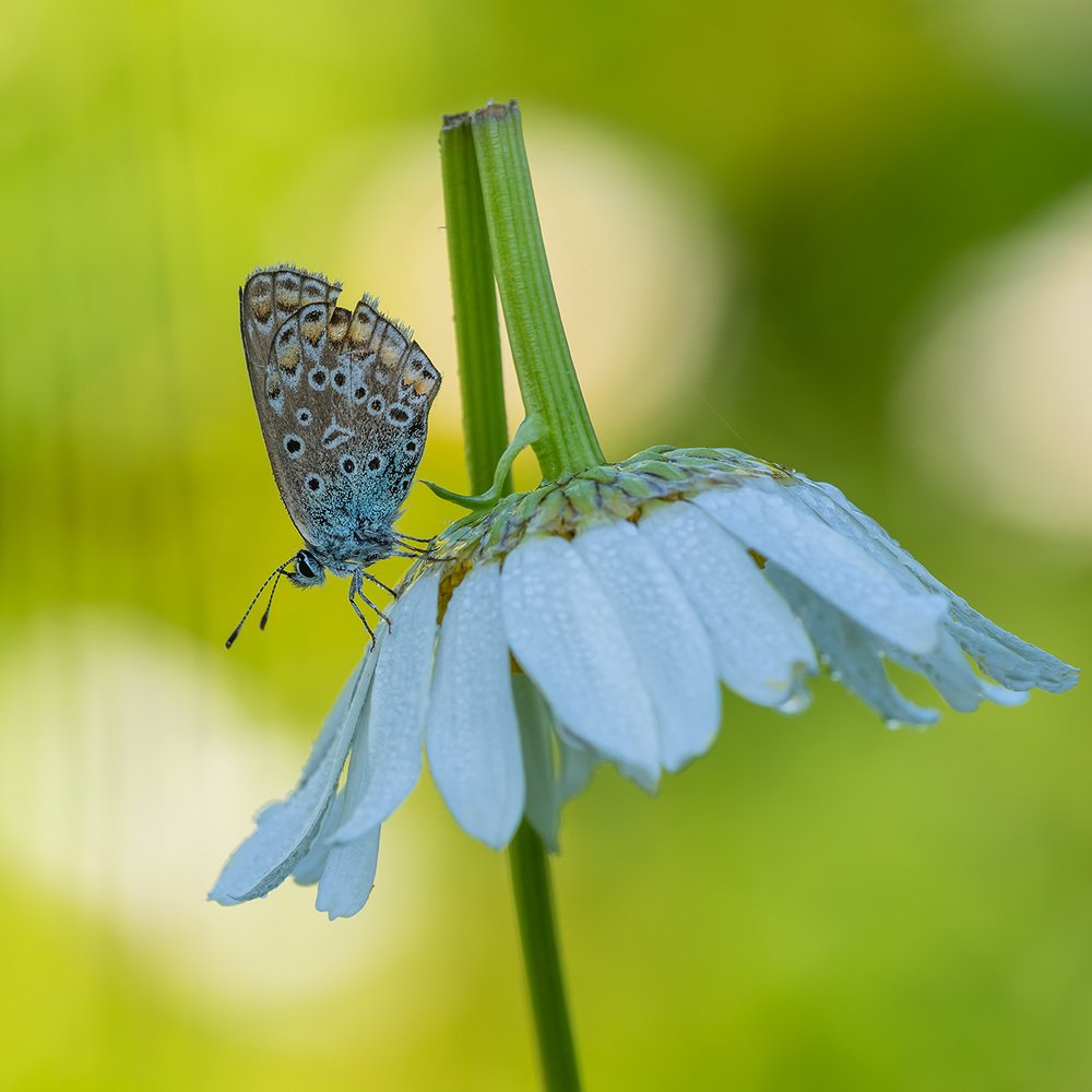 Наломал дровишек ...