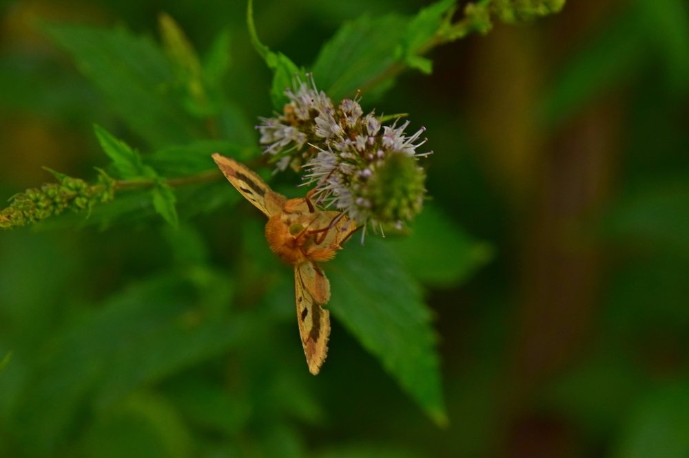 пока цветёт мята