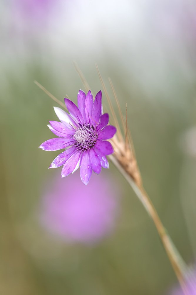 Скромность и очарование