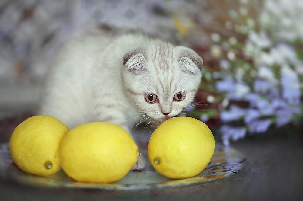 Photograph by Инна Калина