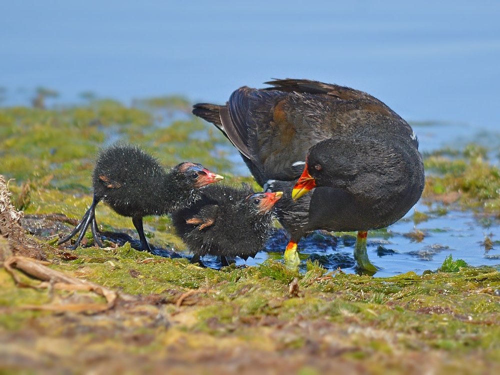 Waiting for breakfast