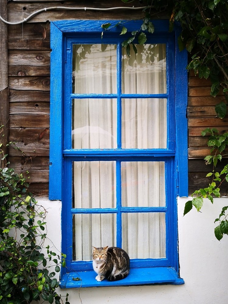 Cat at the window