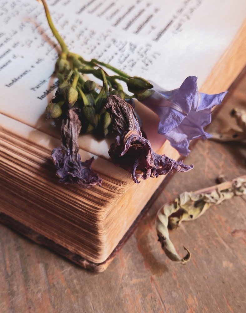 Photograph by Idris Ahmed