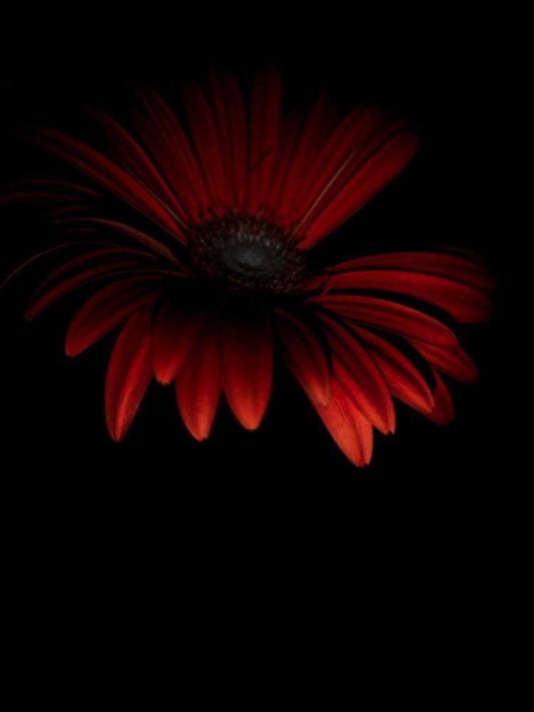 Gerbera fekete hatterrel - HDR - ON1 - SL3