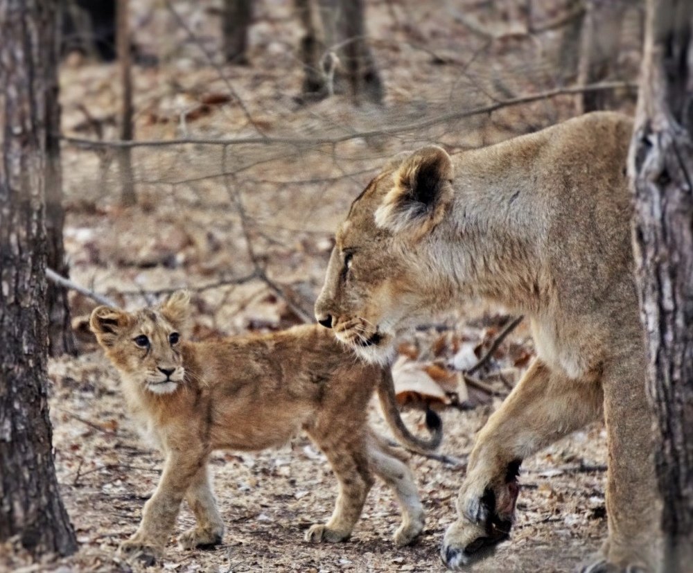 Mother never leaves your side !
