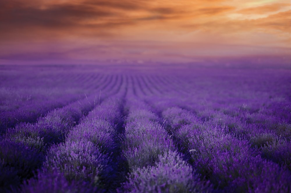 Фотография автора Евгения Ружанская