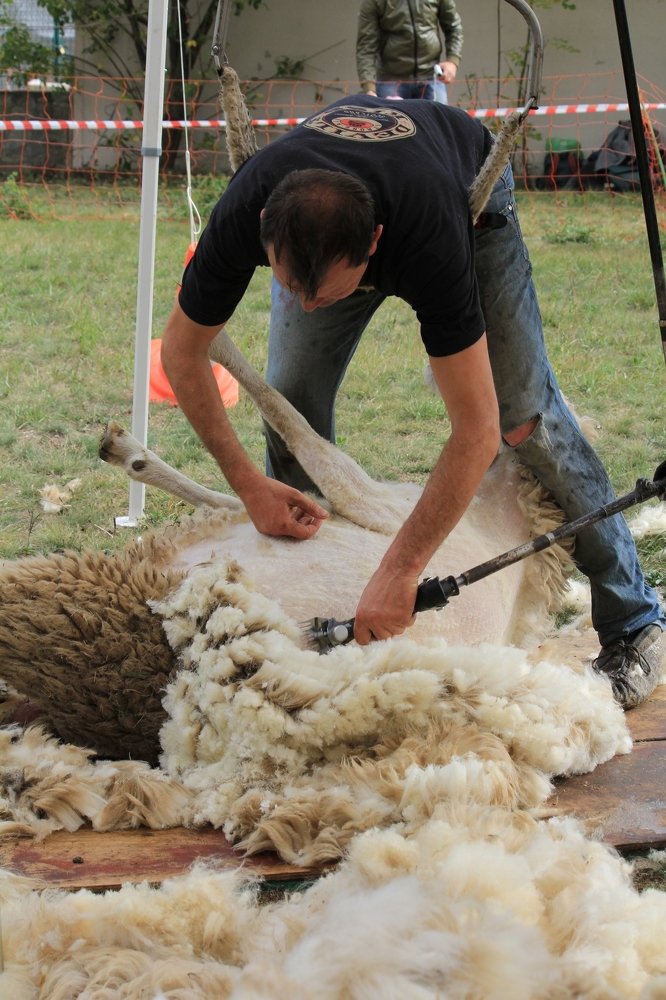 demonstration of shearing of sheep