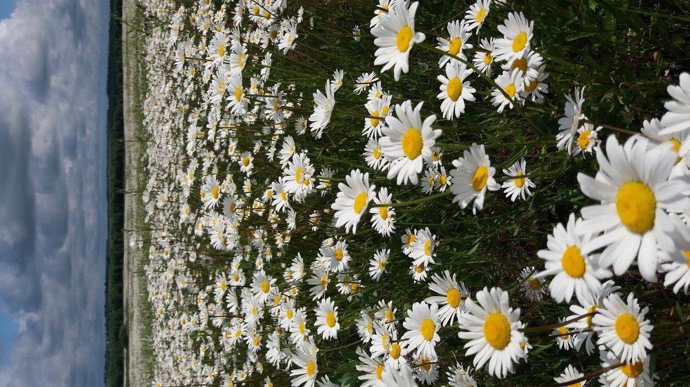 Ромашковое поле.