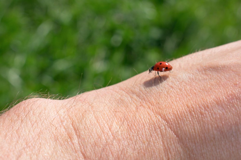 Божья коровка.