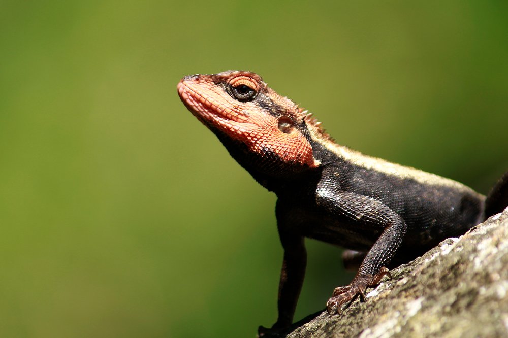 Rock Agama
