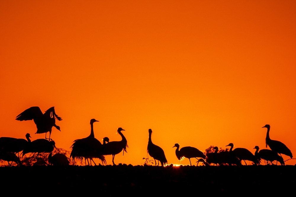 A morning with Demoiselle cranes