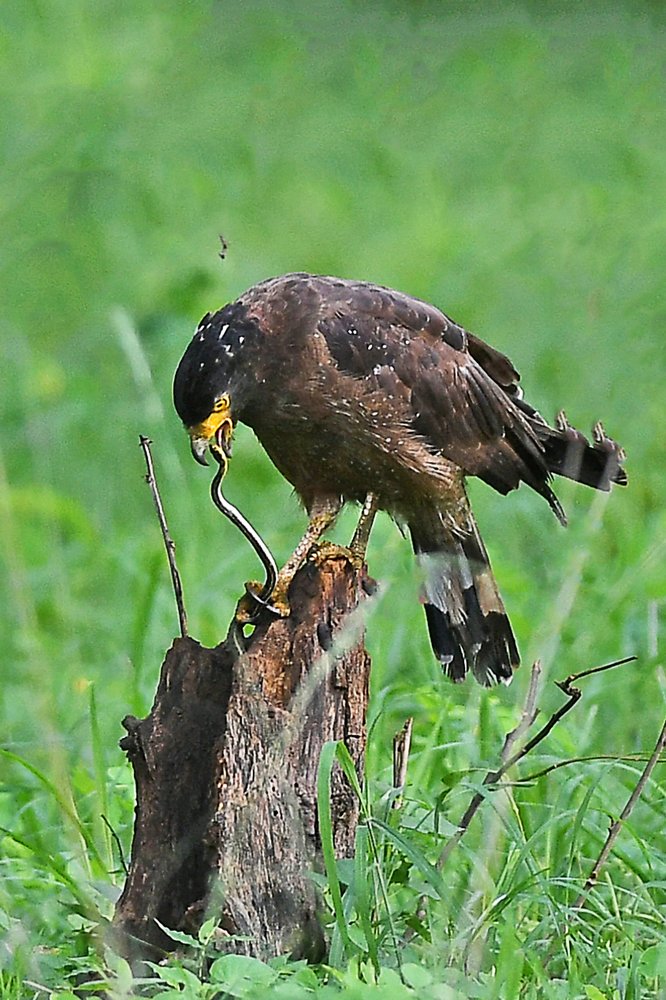 Eagle with a snake kill
