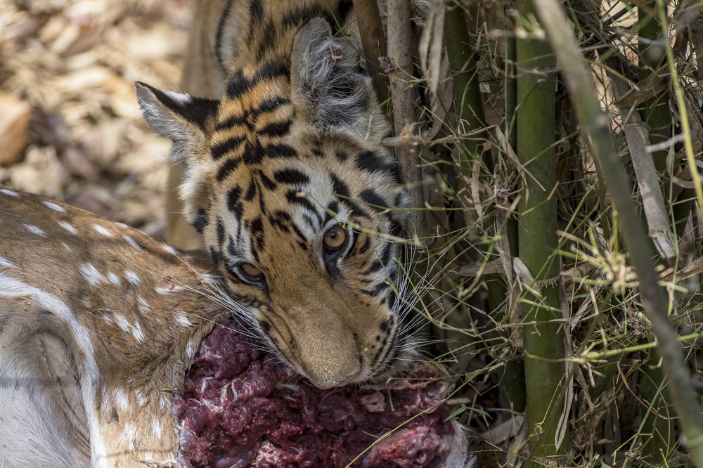 Tiger on Chital kill