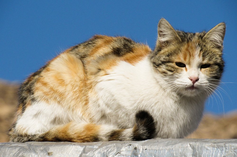 Фотография автора taher sabahi