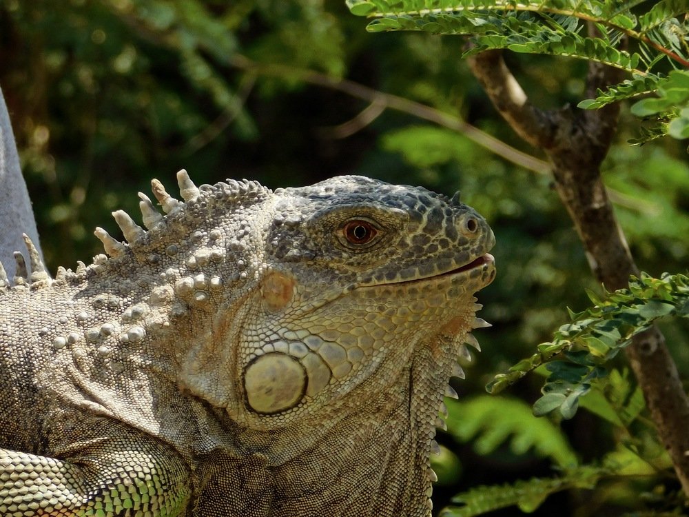 The eye of wildlife