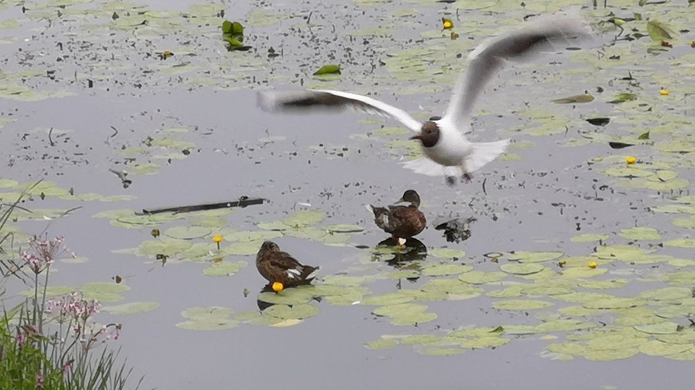 В двух стихиях.