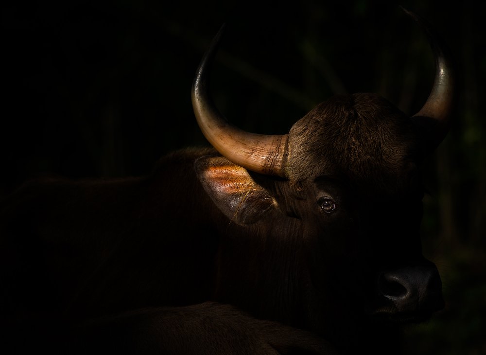 Indian Gaur portrait