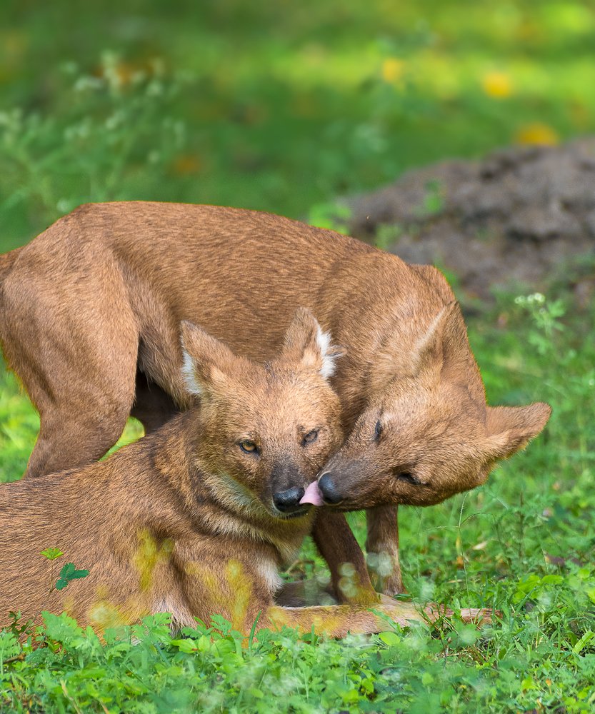 The forgotten predator!