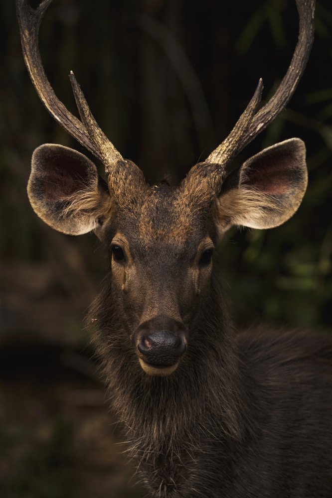 The Stag at Twilight