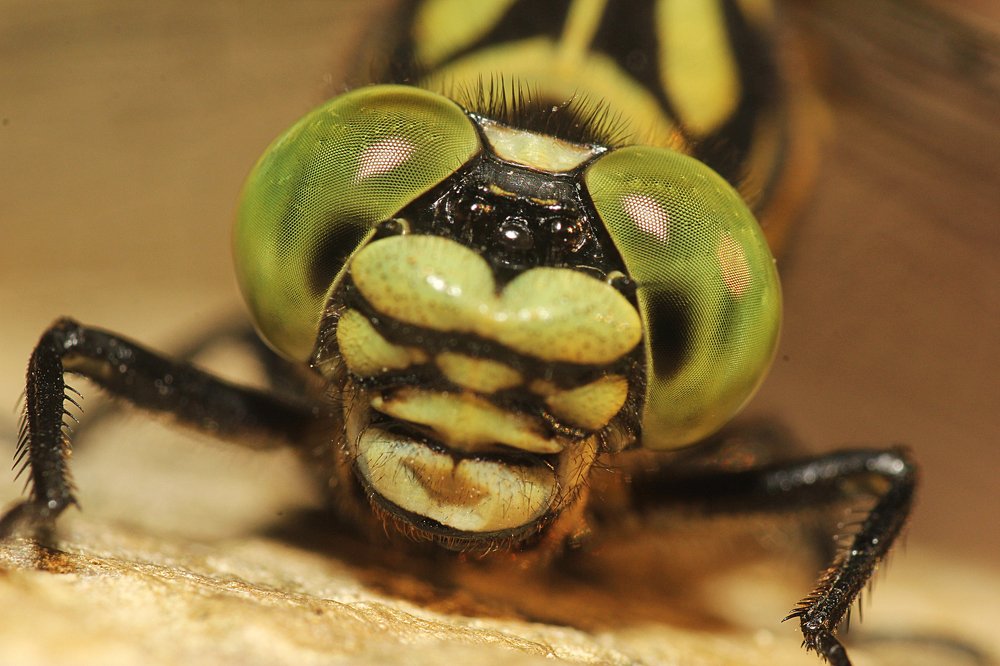 šidlo pestré oči dravca