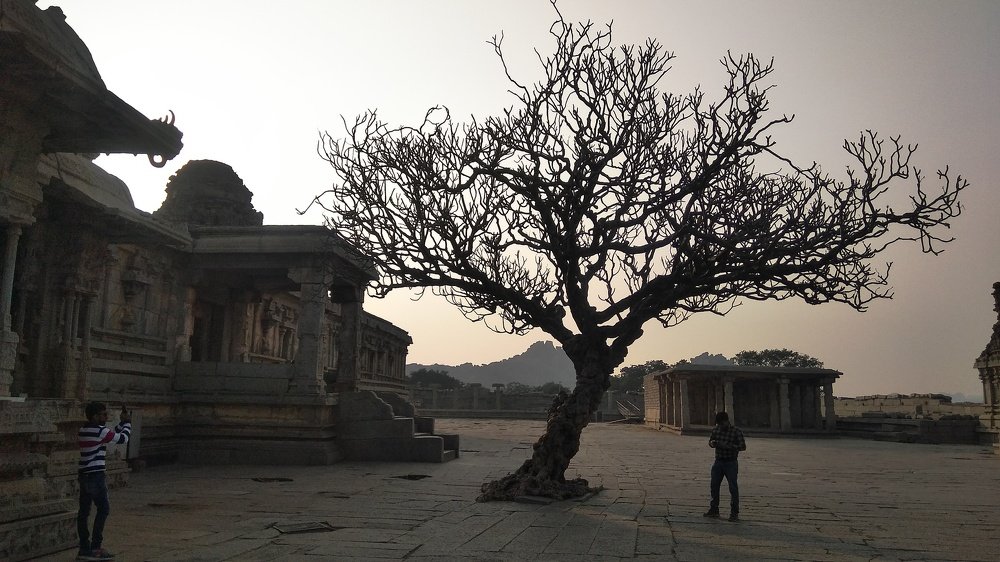 TREE IN TEMPLE